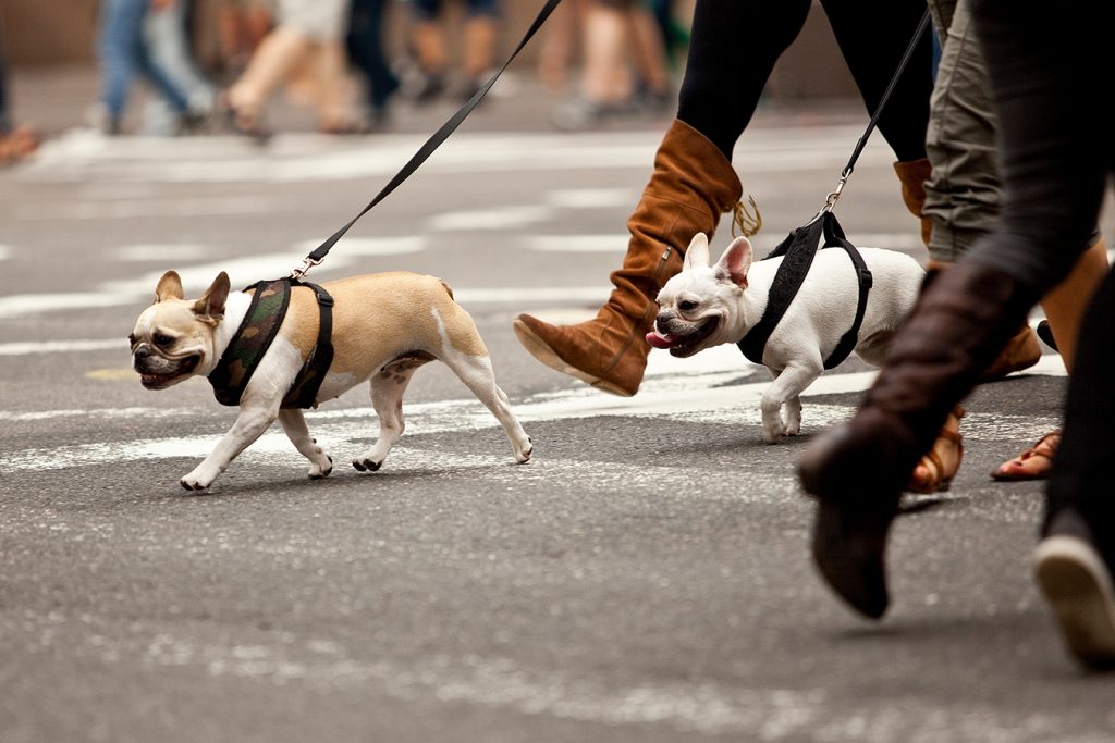 City Living for Dog Owners