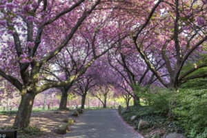 Cherry Walk in Glorious Bloom Cherry Walk in Glorious Bloom, NYC
